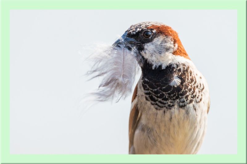 Haussperling Männchen mit Nistmaterial
